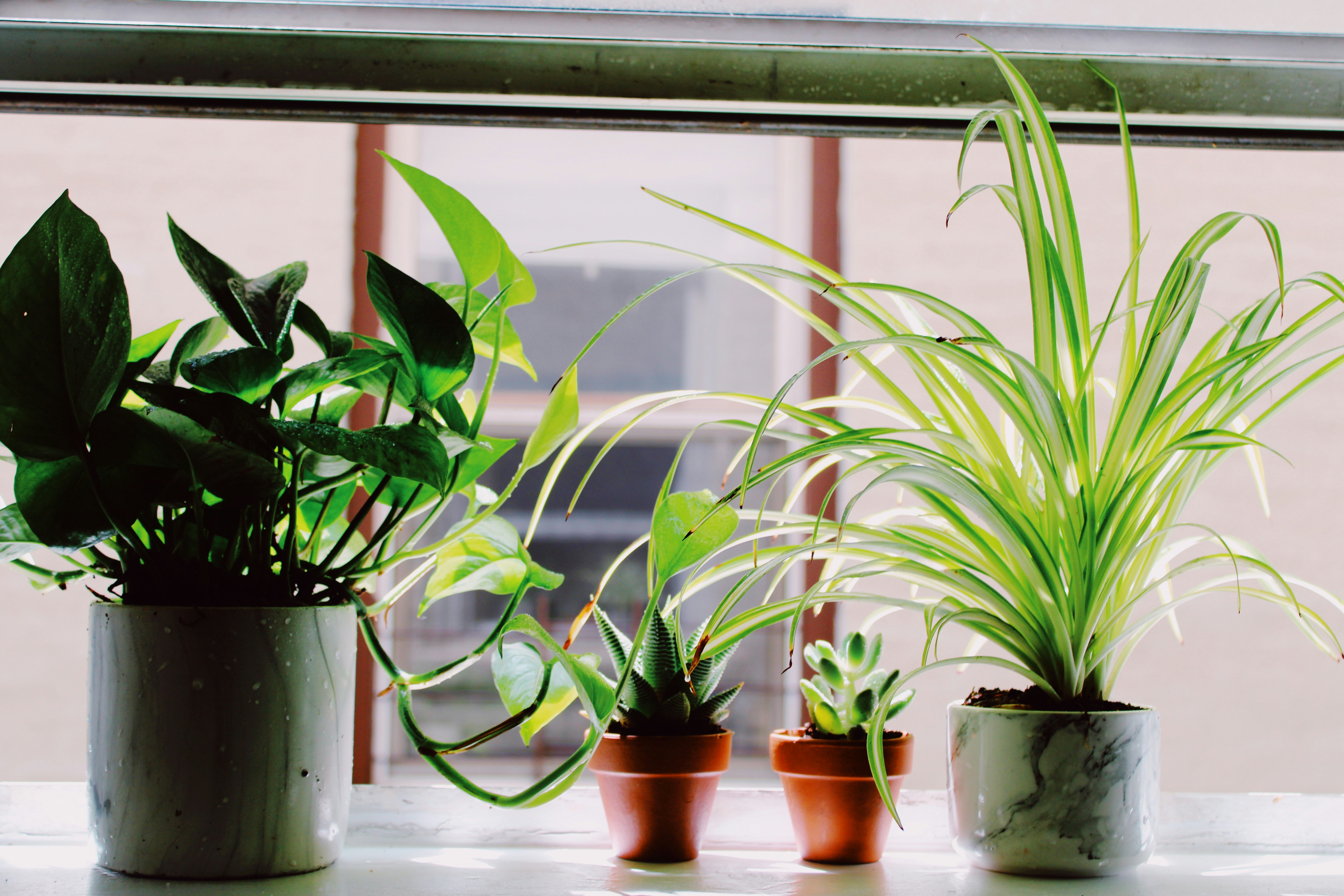 Peaceful plant by window